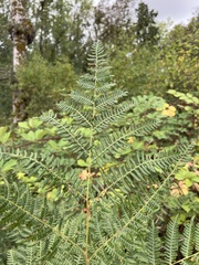 Pteridium aquilinum pubescens