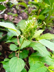 Acalypha alopecuroidea