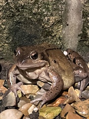 Rana temporaria
