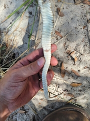 Pituophis melanoleucus mugitus