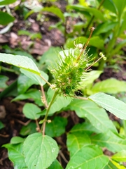 Acalypha alopecuroidea