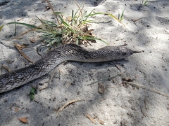 Pituophis melanoleucus mugitus