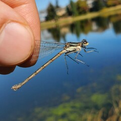 Lestes congener