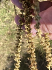 Amaranthus tuberculatus