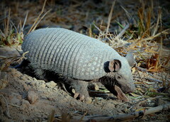 Cabassous unicinctus