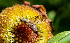 Austrotephritis poenia