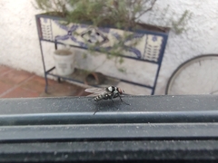 Diptera