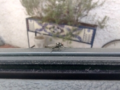 Diptera