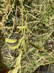 Amaranthus tuberculatus