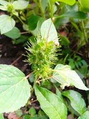Acalypha alopecuroidea