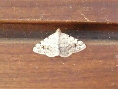 Frederickia nigricomma