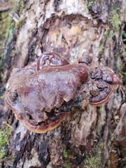 Ganoderma