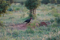 Bucorvus leadbeateri