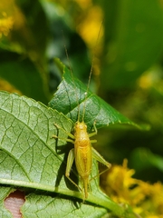Cyrtoxipha columbiana