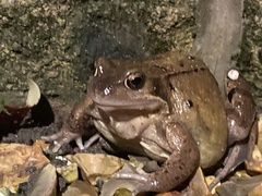 Rana temporaria