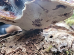 Ganoderma