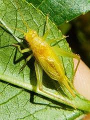 Cyrtoxipha columbiana