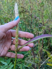 Elymus virginicus
