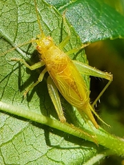 Cyrtoxipha columbiana