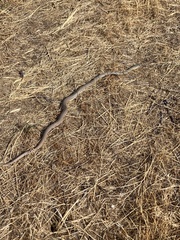 Coluber constrictor mormon