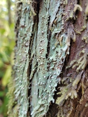 Icmadophila ericetorum