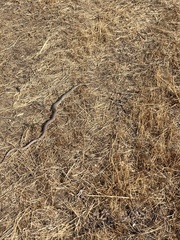 Coluber constrictor mormon