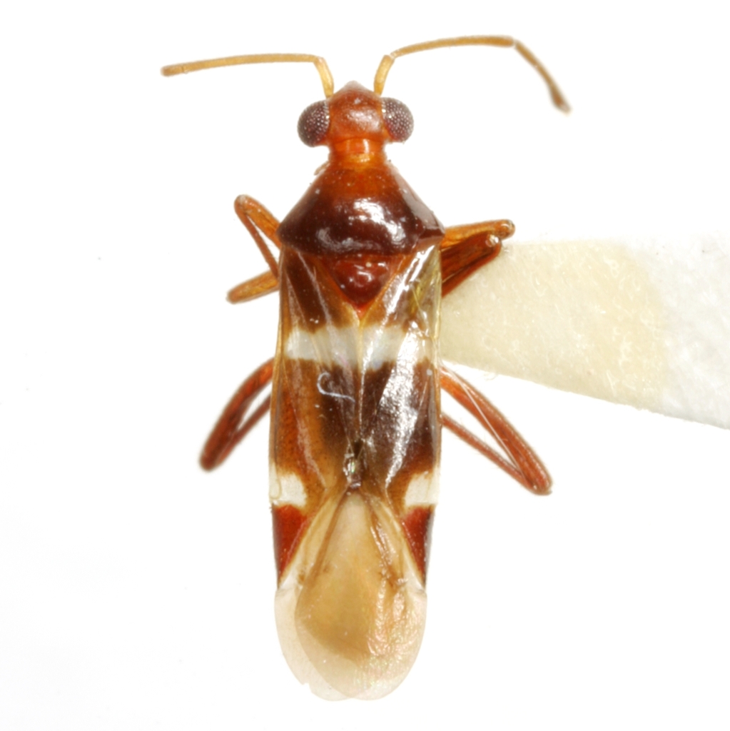 Cyrtopeltocoris albofasciatus