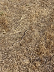 Coluber constrictor mormon