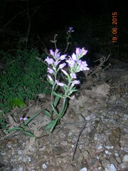 Cephalanthera rubra