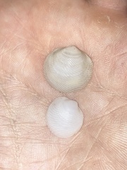 Divalinga quadrisulcata