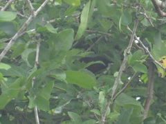 Synallaxis erythrothorax