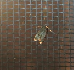 Carolana ascriptella