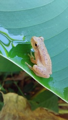 Dendropsophus mathiassoni
