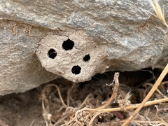 Sceliphron caementarium