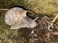 Cornu aspersum