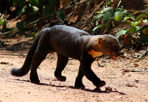 Tayra