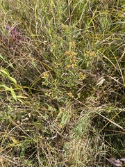 Euthamia gymnospermoides