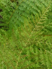 Athyrium
