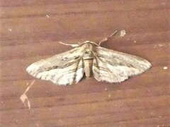 Holochroa dissociarius