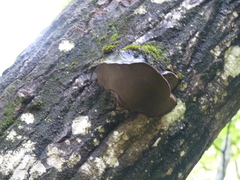Phellinus tremulae