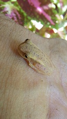 Dendropsophus mathiassoni