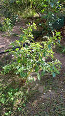 Amaranthus albus