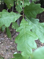 Quercus alba