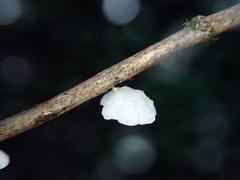 Marasmiellus