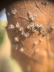Aleuroplatus coronata