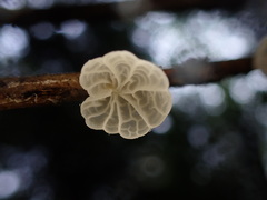 Marasmiellus