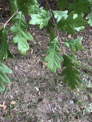Quercus alba