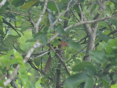 Synallaxis erythrothorax