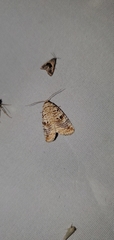 Diastema tigris