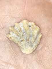 Plicatula gibbosa